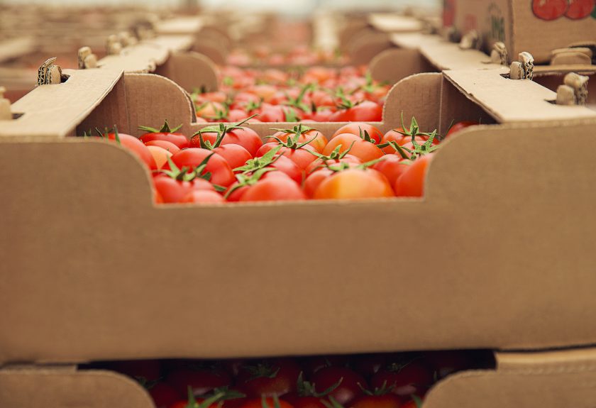 tomates en cajas